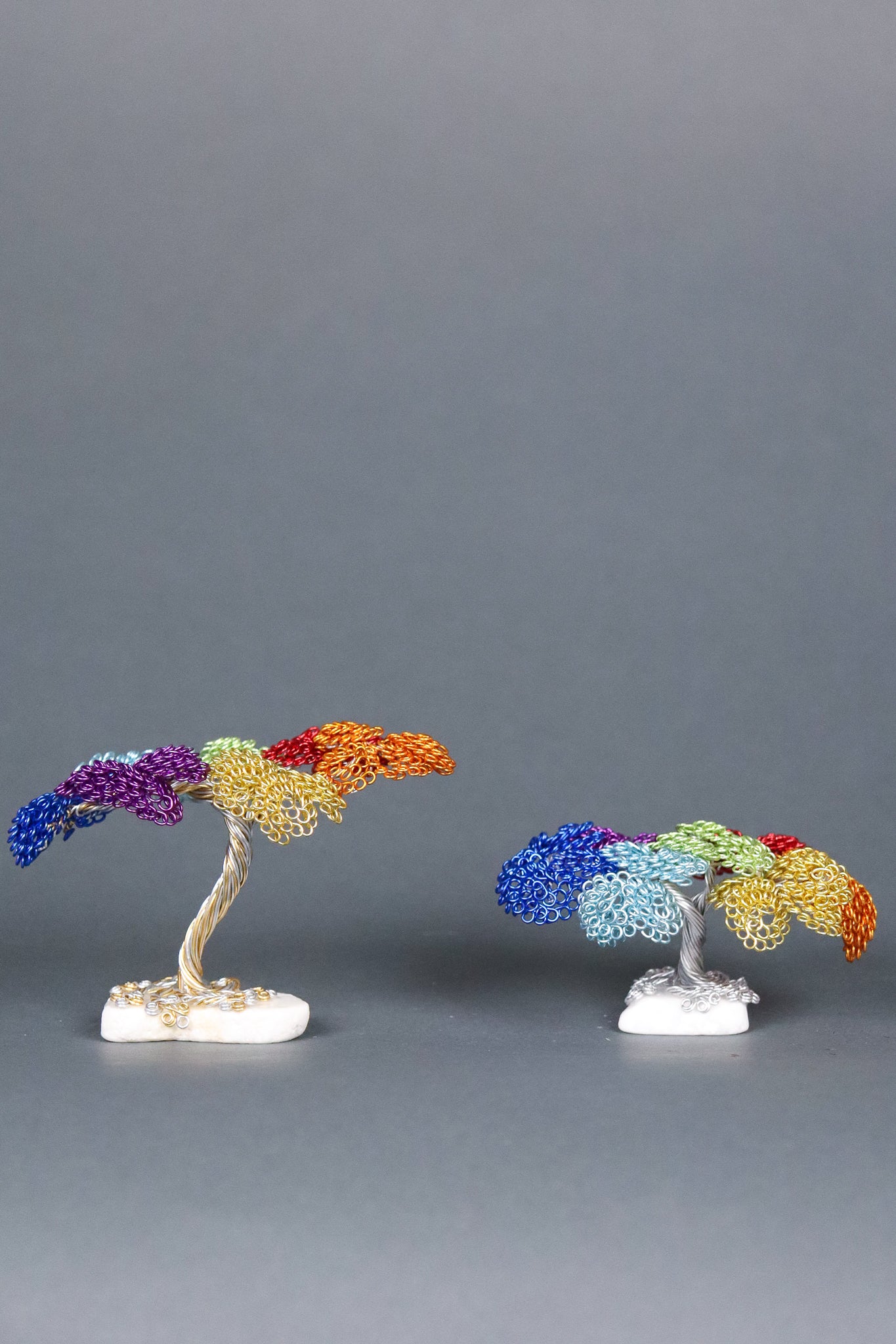 Jay's Phyllum Trees Rainbow Tree